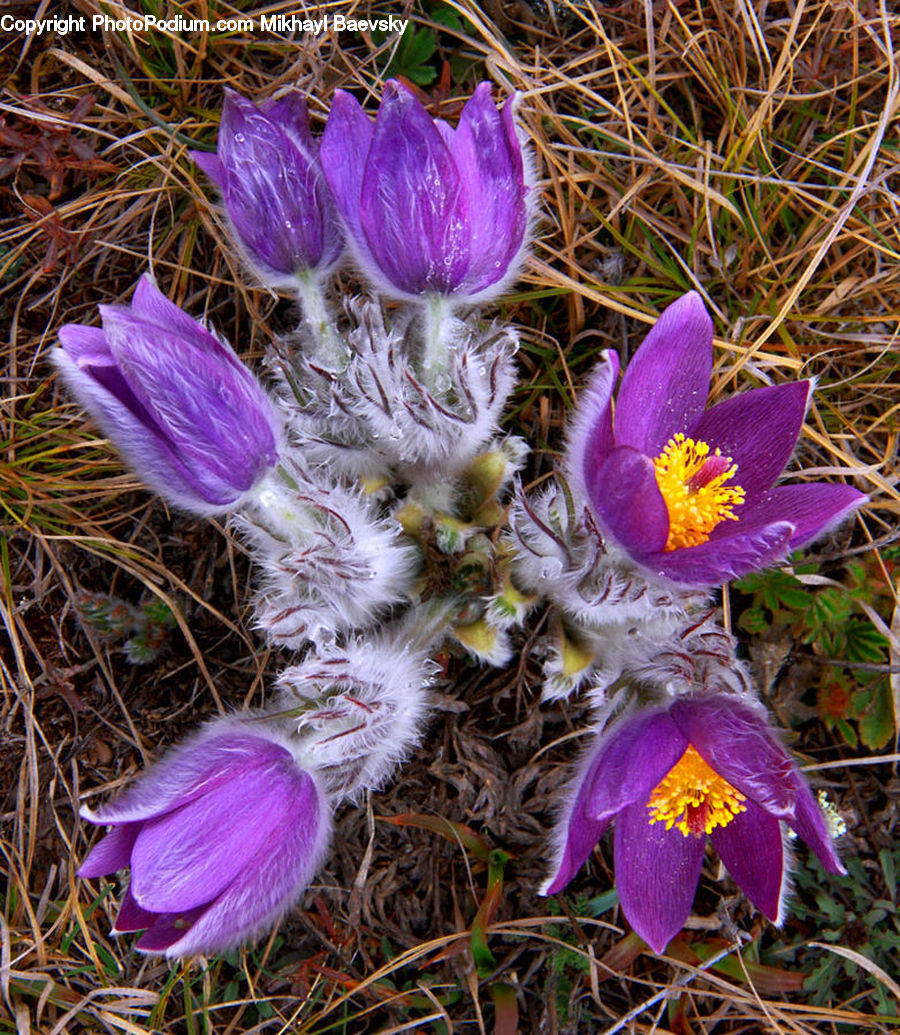 Blossom, Crocus, Flora, Flower, Plant, Field, Grass