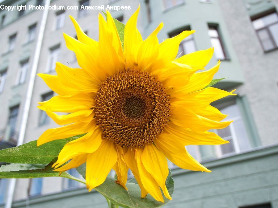 Blossom, Flora, Flower, Plant, Sunflower