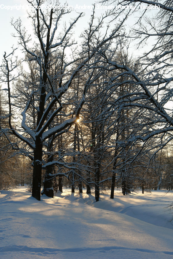 Landscape, Nature, Scenery, Campus, Plant, Tree, Conifer