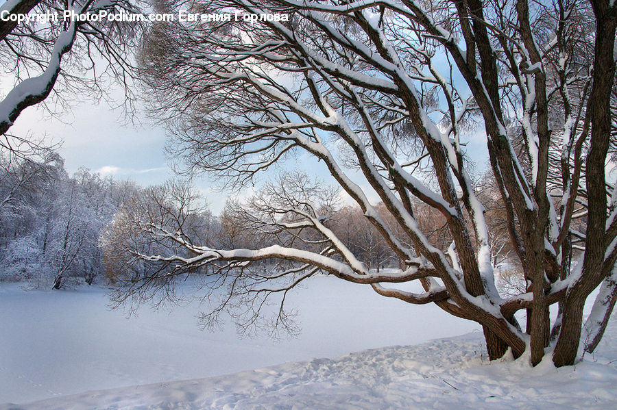 Blizzard, Outdoors, Snow, Weather, Winter, Landscape, Nature