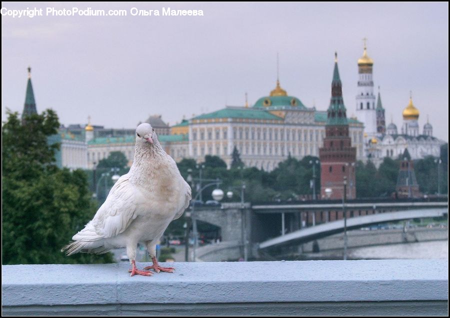 Bird, Pigeon, Dove, Building, Architecture, Spire, Steeple