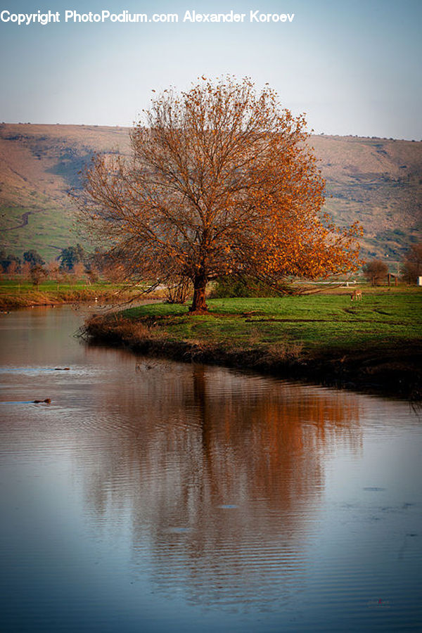 Plant, Tree, Outdoors, Pond, Water, Field, Grass