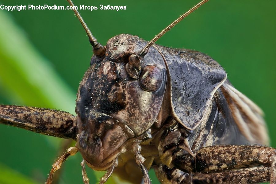 Cricket Insect, Grasshopper, Insect, Invertebrate