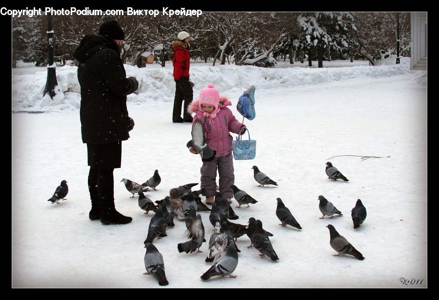 Human, People, Person, Bird, Pigeon, Dove, Ice