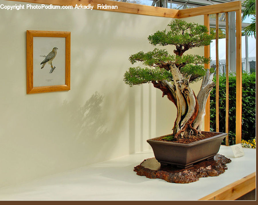 Bonsai, Plant, Potted Plant, Tree, Building, Housing, Villa