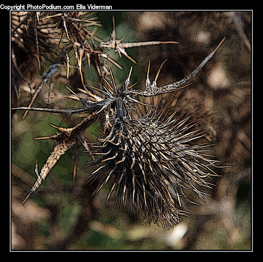 Blossom, Flora, Flower, Plant, Conifer, Fir, Tree