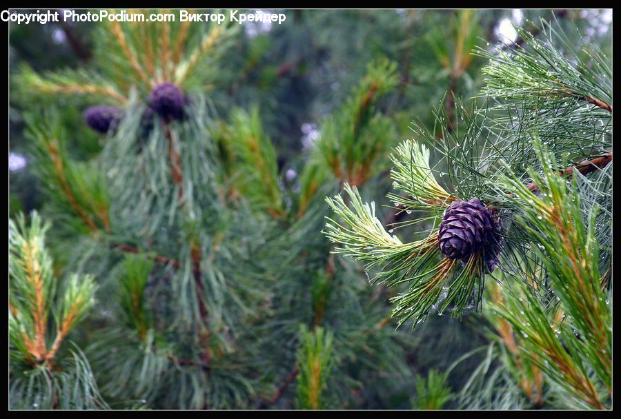 Conifer, Fir, Plant, Tree, Pine, Spruce, Wood