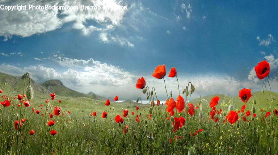 Blossom, Flora, Flower, Plant, Poppy, Nature, Outdoors