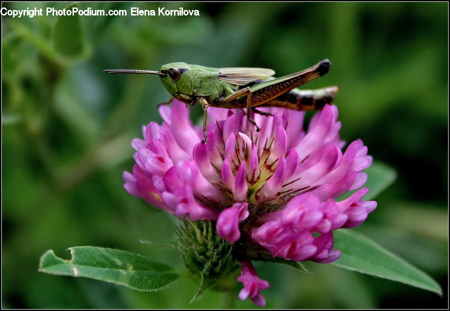 Cricket Insect, Grasshopper, Insect, Invertebrate, Blossom, Flora, Flower