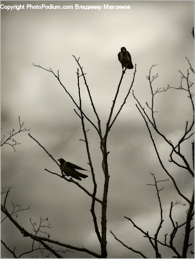 Bird, Blackbird, Plant, Tree, Silhouette, Crow, Swallow