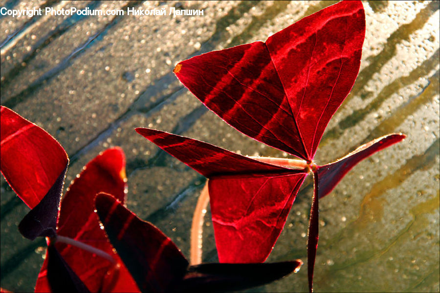 Maple, Maple Leaf, Plant, Leaf, Blossom, Flora, Flower