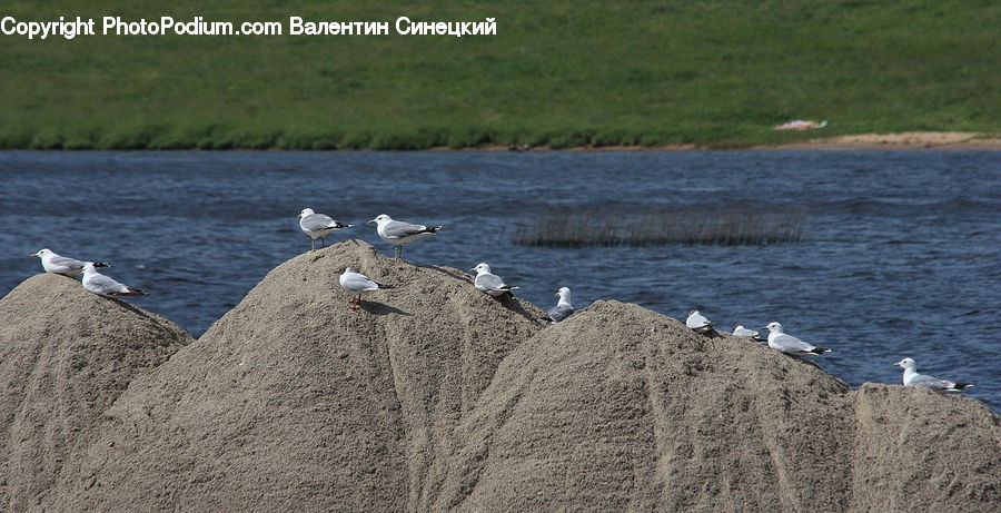 Bird, Booby, Coast, Outdoors, Sea, Water, Goose