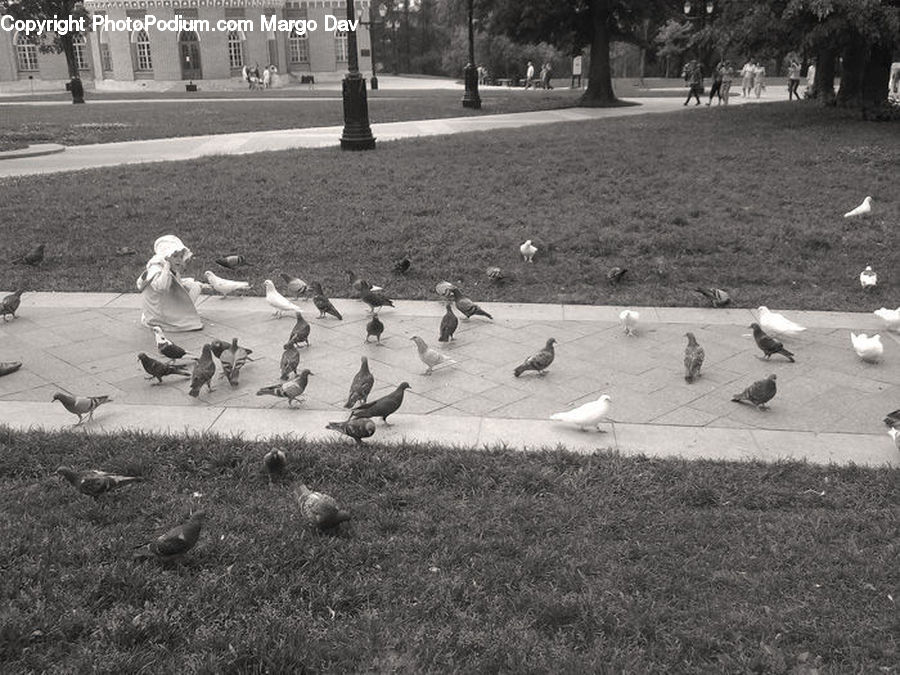 People, Person, Human, Bird, Pigeon, Waterfowl