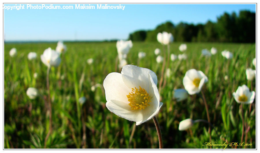 Blossom, Crocus, Flora, Flower, Plant, Anemone, Ball