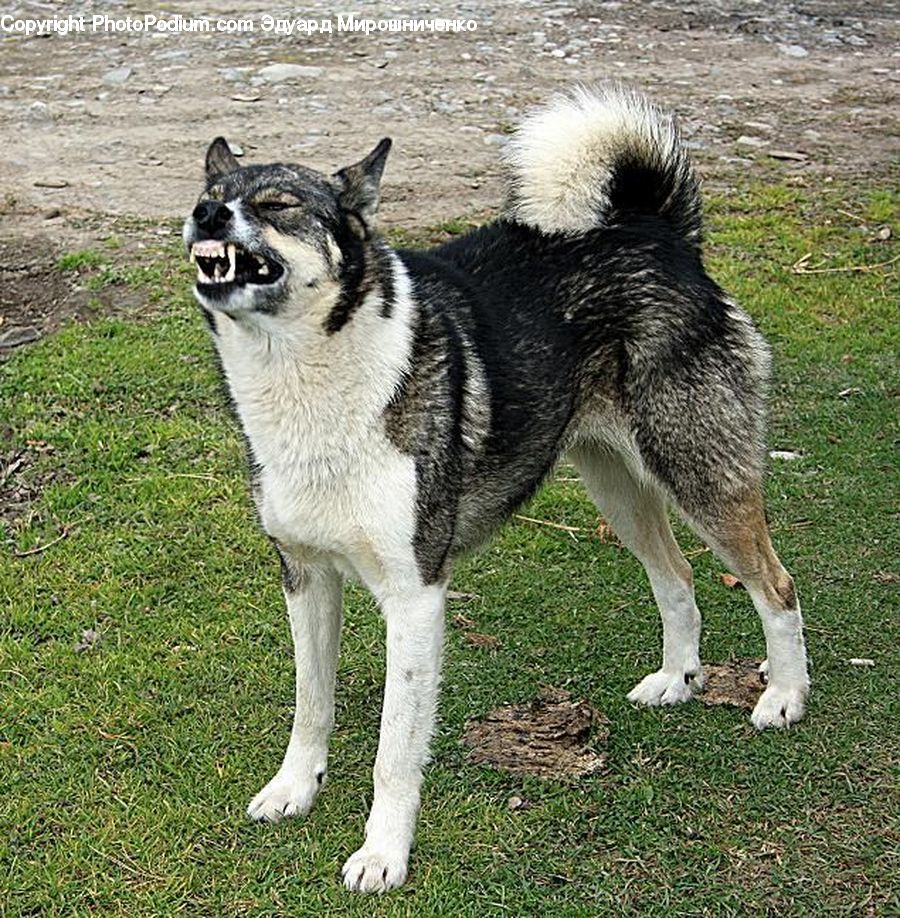 Animal, Canine, Dog, Husky, Mammal, Pet