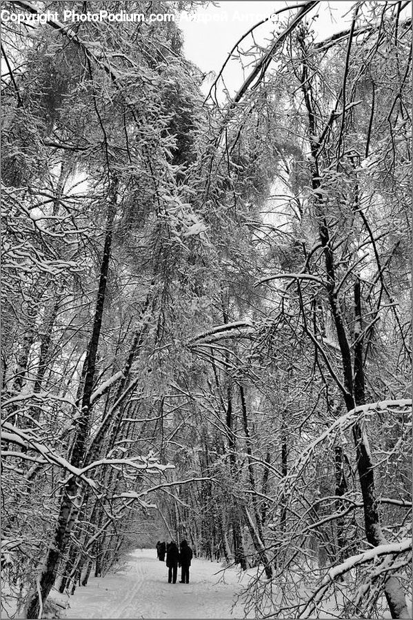 Ice, Outdoors, Snow, Forest, Vegetation, Grove, Land