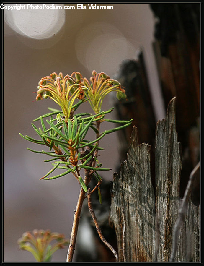 Conifer, Fir, Plant, Tree, Flower Arrangement, Ikebana, Potted Plant