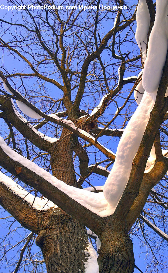 Oak, Sycamore, Tree, Tree Trunk, Wood, Plant, Birch