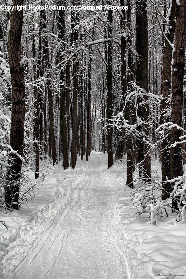 Ice, Outdoors, Snow, Forest, Vegetation, Dogsled, Sled