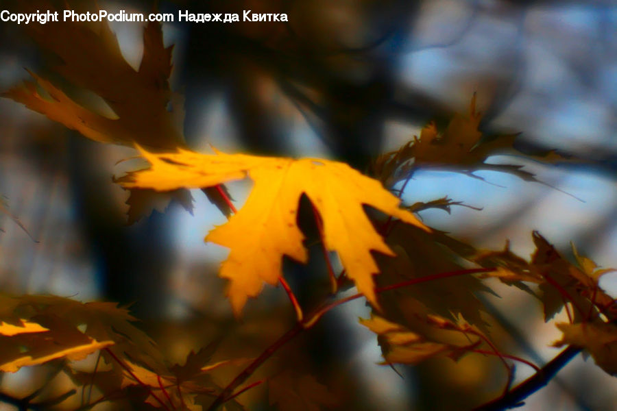 Maple, Maple Leaf, Plant, Blossom, Flora, Flower, Flare