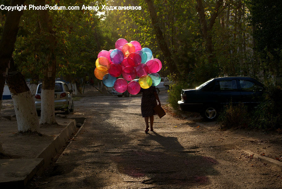 Plant, Potted Plant, Lantern, Ball, Balloon, Automobile, Car