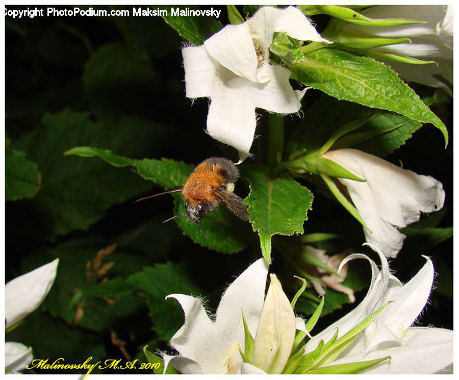 Blossom, Flora, Flower, Geranium, Plant, Andrena, Apidae