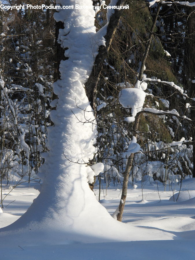 Bird, Booby, Ice, Outdoors, Snow, Conifer, Fir