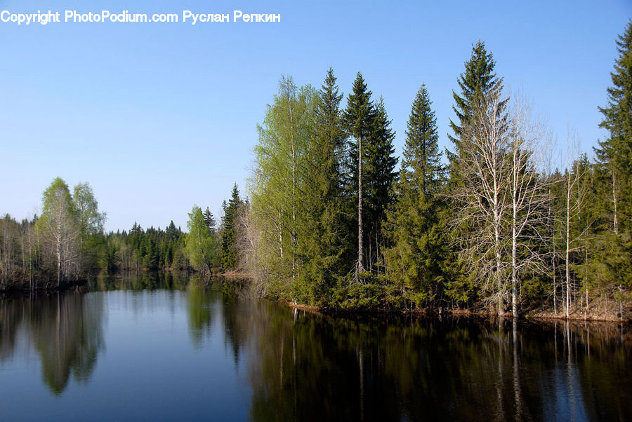 Conifer, Fir, Plant, Tree, Outdoors, Pond, Water
