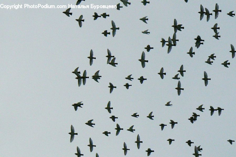 Flock, Bird, Swallow, Flying