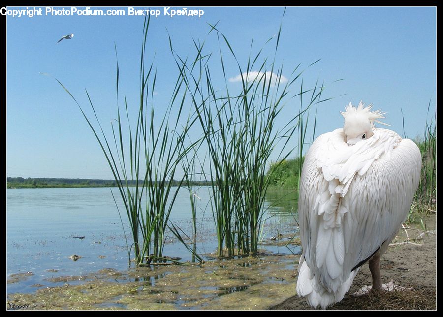 Bird, Waterfowl, Crane Bird, Heron, Animal, Zoo, Stork