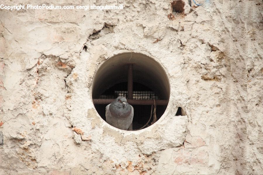 Bird, Hole, Bowl, Cake, Dessert, Food