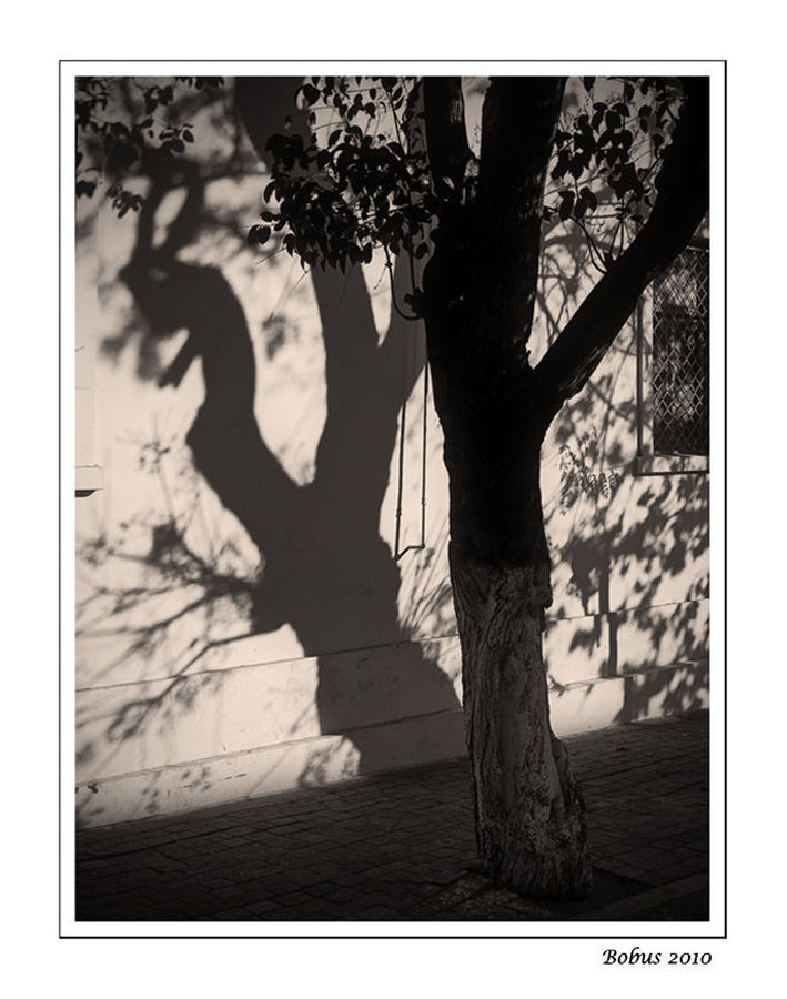 Silhouette, Collage, Poster, Plant, Tree, Paper, Oak