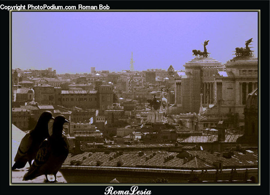 Bird, Pigeon, Architecture, Column, Parthenon, Temple, Worship