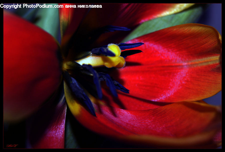 Flora, Flower, Gladiolus, Plant, Blossom, Geranium, Crocus