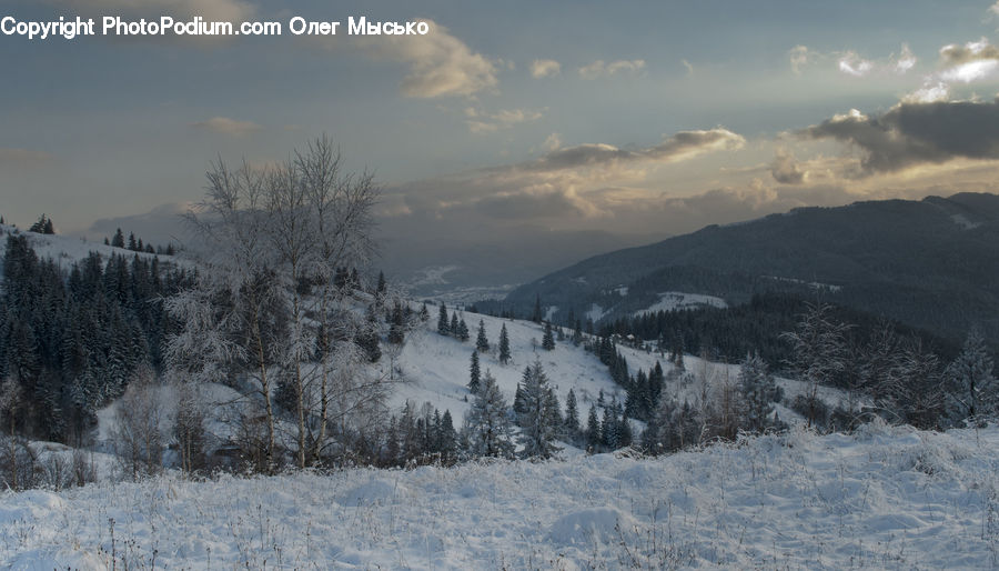 Conifer, Fir, Plant, Tree, Landscape, Nature, Scenery