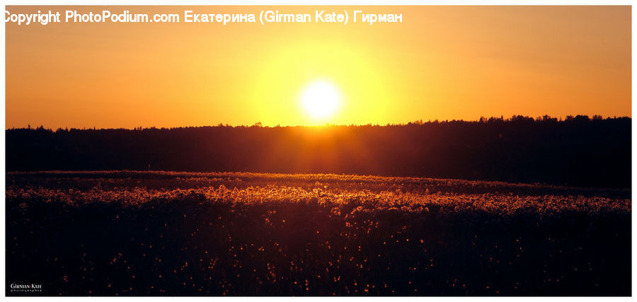 Flare, Light, Field, Grass, Grassland, Plant