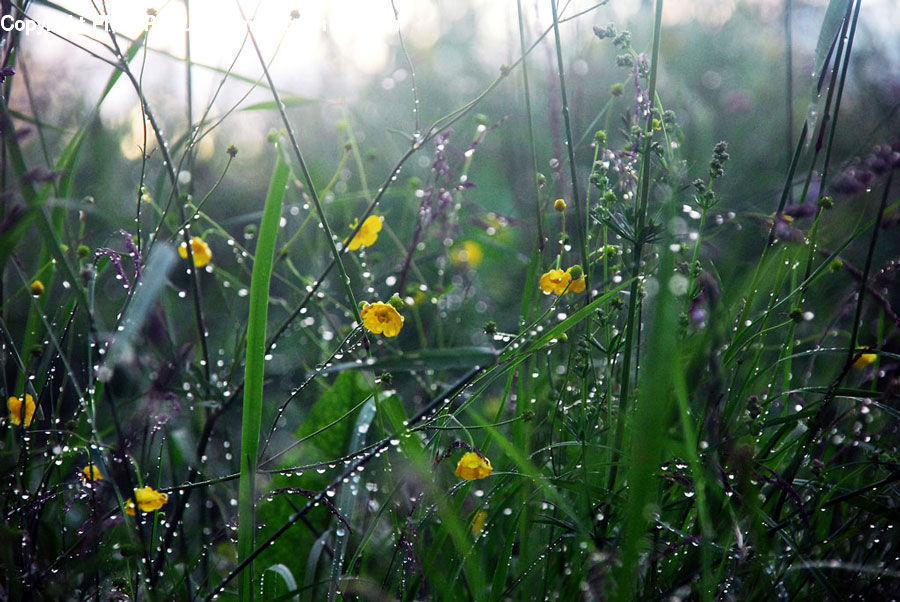 Field, Grass, Grassland, Plant, Flare, Light, Sunlight