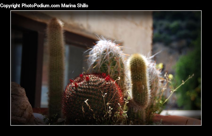 Cactus, Plant, Blossom, Flora, Flower, Rock, Conifer