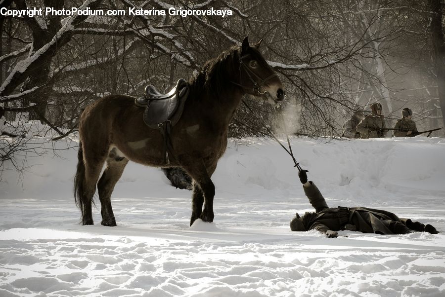 Animal, Horse, Mammal, Stallion, Ice, Outdoors, Snow
