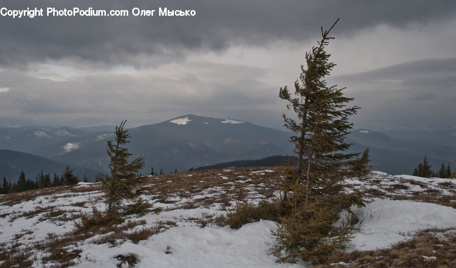 Ice, Outdoors, Snow, Conifer, Fir, Plant, Tree