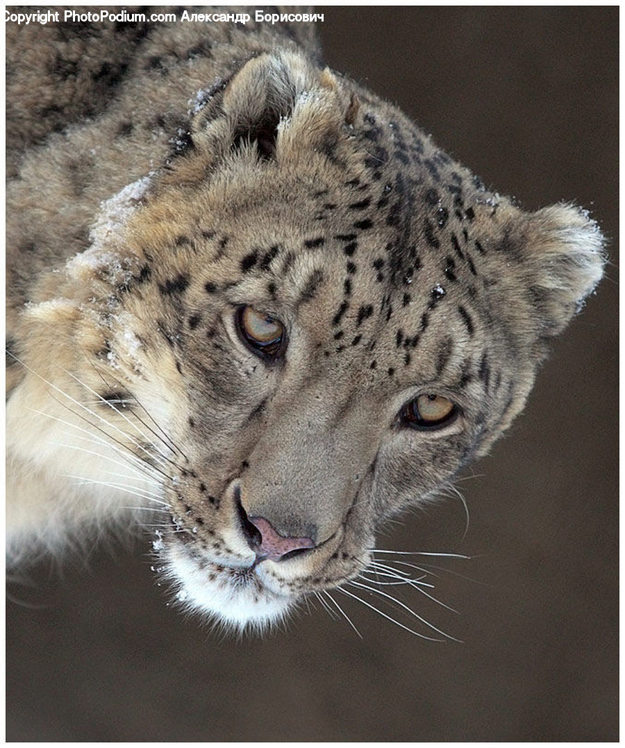Animal, Leopard, Snow Leopard, Wildlife, Jaguar