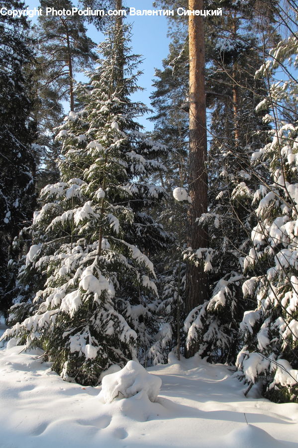 Conifer, Fir, Spruce, Wood, Ice, Outdoors, Snow