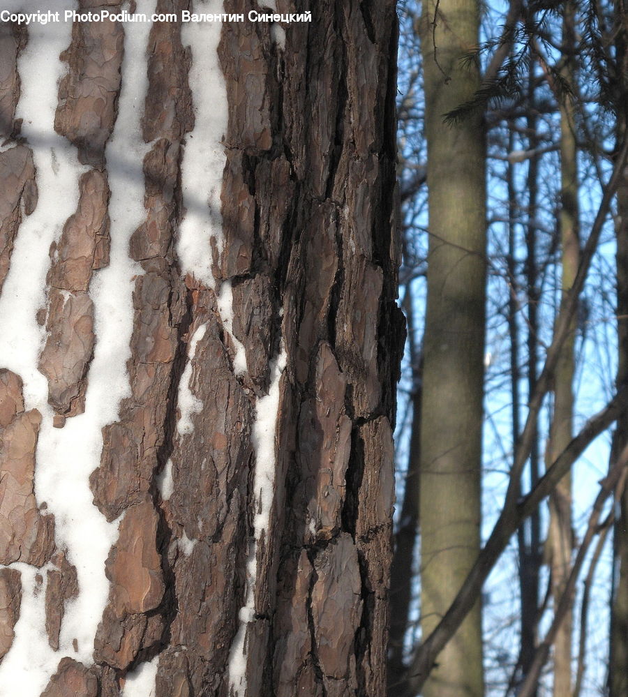 Birch, Tree, Wood, Pavement, Tree Trunk, Forest, Vegetation