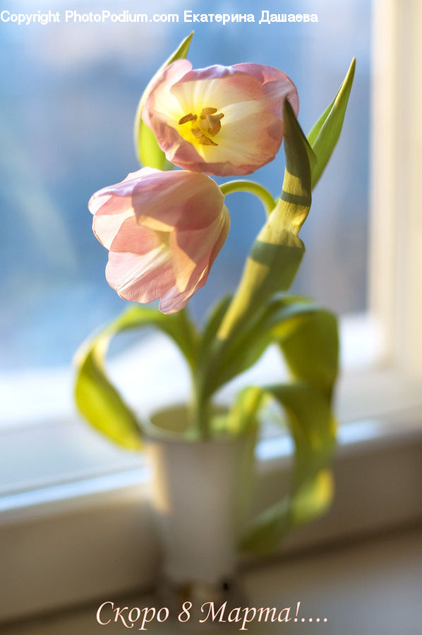 Blossom, Flora, Flower, Plant, Tulip, Flower Arrangement, Ikebana