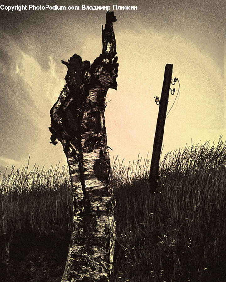 Field, Grass, Grassland, Plant, Reed, Silhouette, Oak