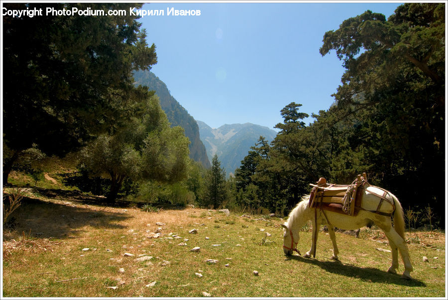 Animal, Horse, Mammal, Dirt Road, Gravel, Road, Leisure Activities