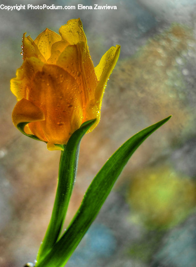 Flora, Flower, Iris, Plant, Gladiolus, Blossom, Daffodil