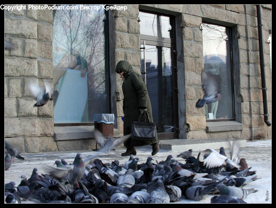 People, Person, Human, Bird, Pigeon, Rubble, Dove