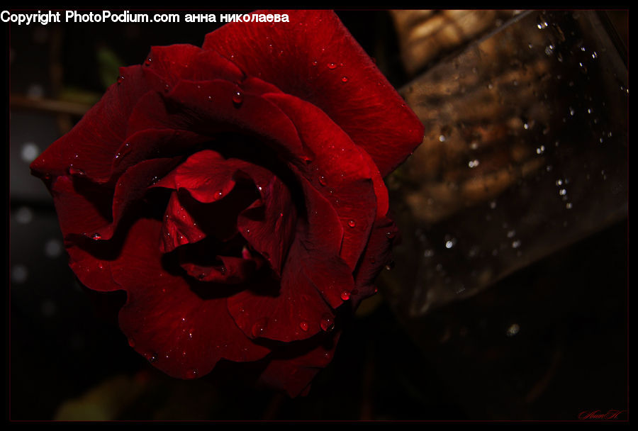People, Person, Human, Blossom, Flower, Plant, Rose