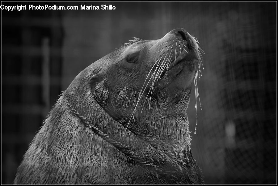 Animal, Mammal, Sea Life, Sea Lion, Seal, Zoo, Head